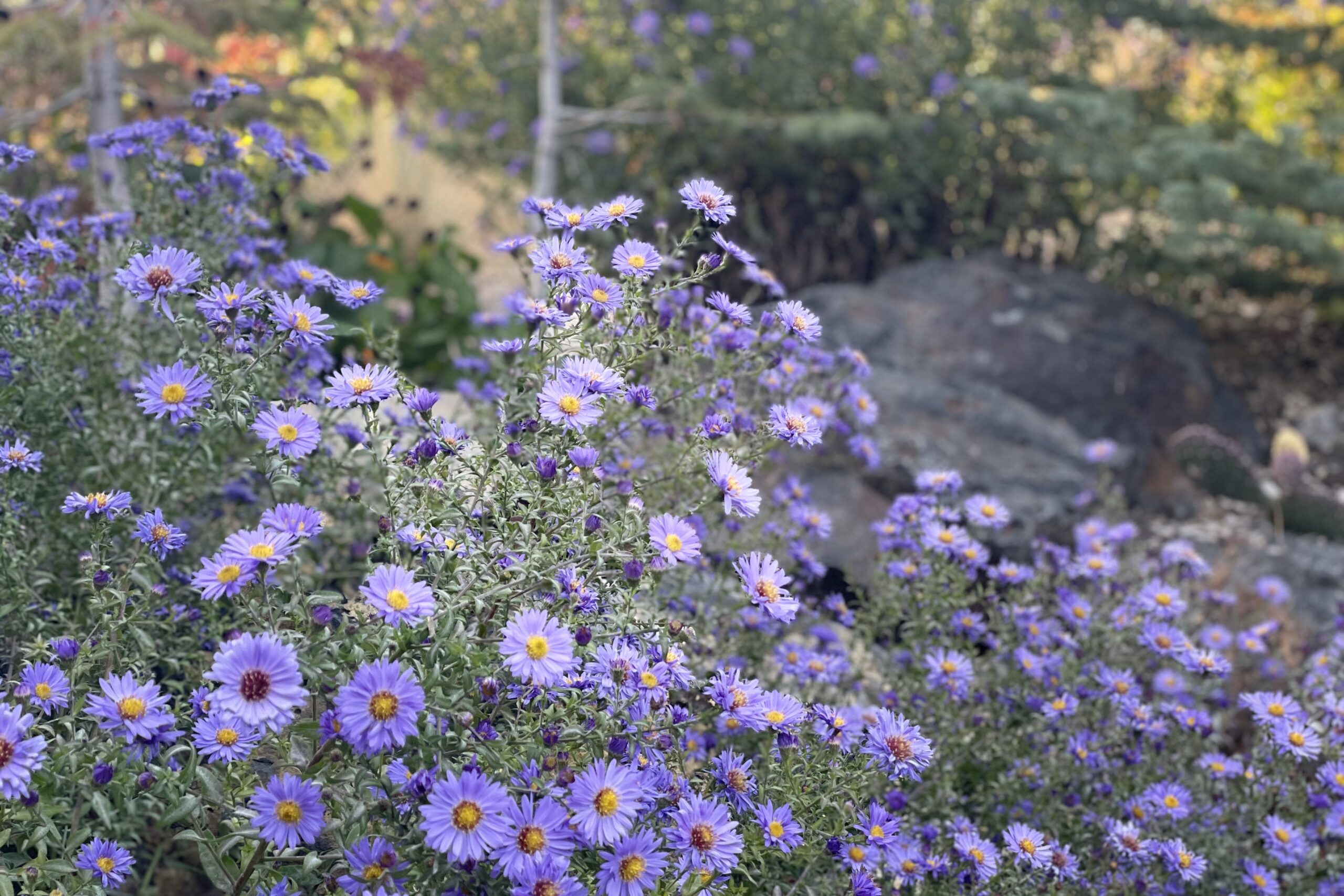 Homeowners enjoy the beauty and paths that wind through Bella Terra's central garden.